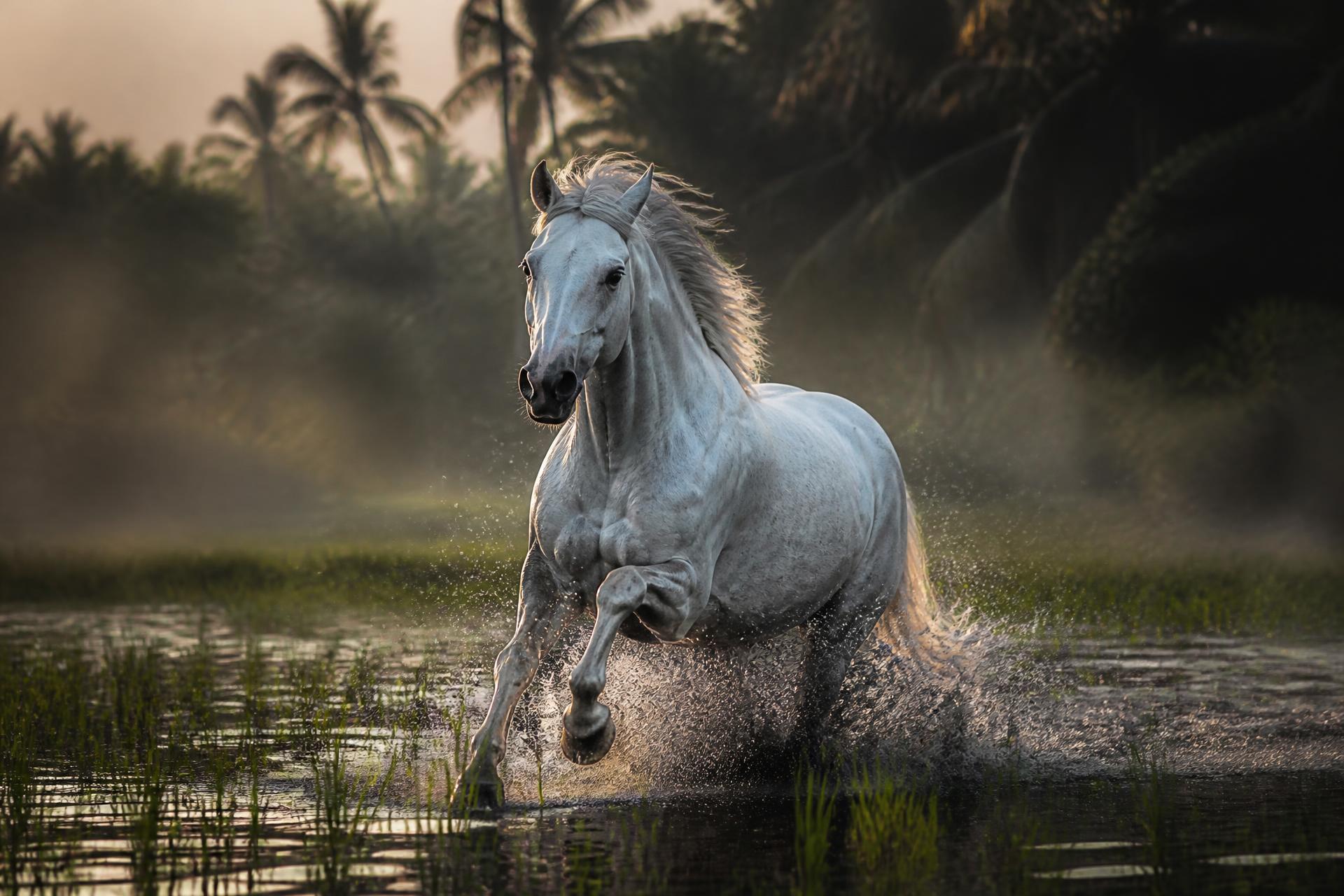 Cinematic equestrian scene with a white horse at dawn